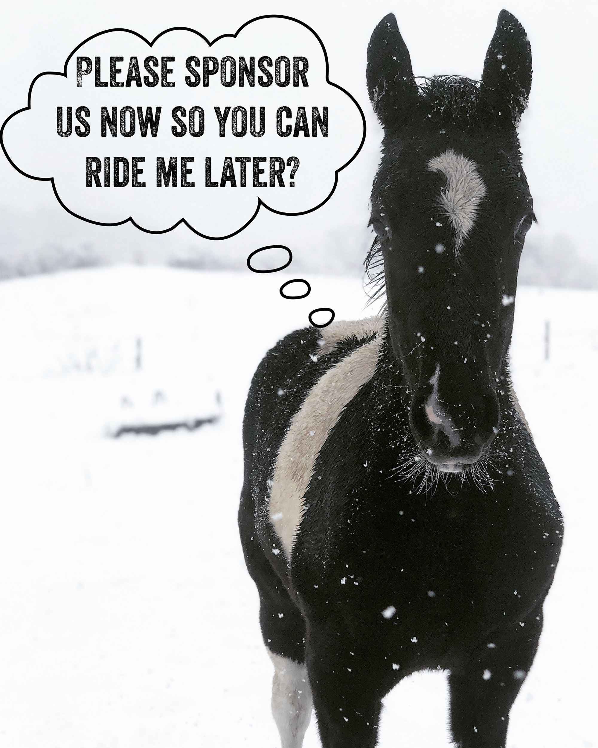 Mockingbird asking you to Sponsor a Horse